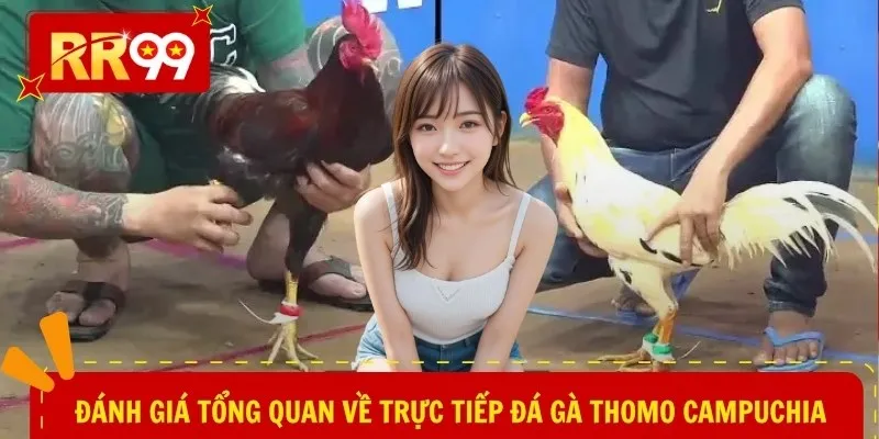 Đánh giá tổng quan về trực tiếp đá gà Thomo Campuchia